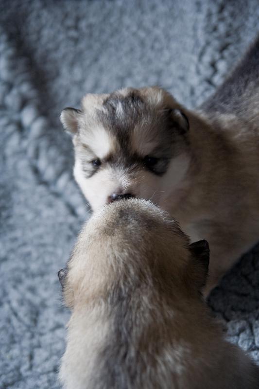 E Wurf 2 Wochen alt 1.JPG